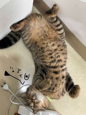 Cần gả mấy bé mèo xinh xắn đáng yêu. Mua bán Mèo tại Quận Hải Châu Đà Nẵng được đăng bởi Quang Huy