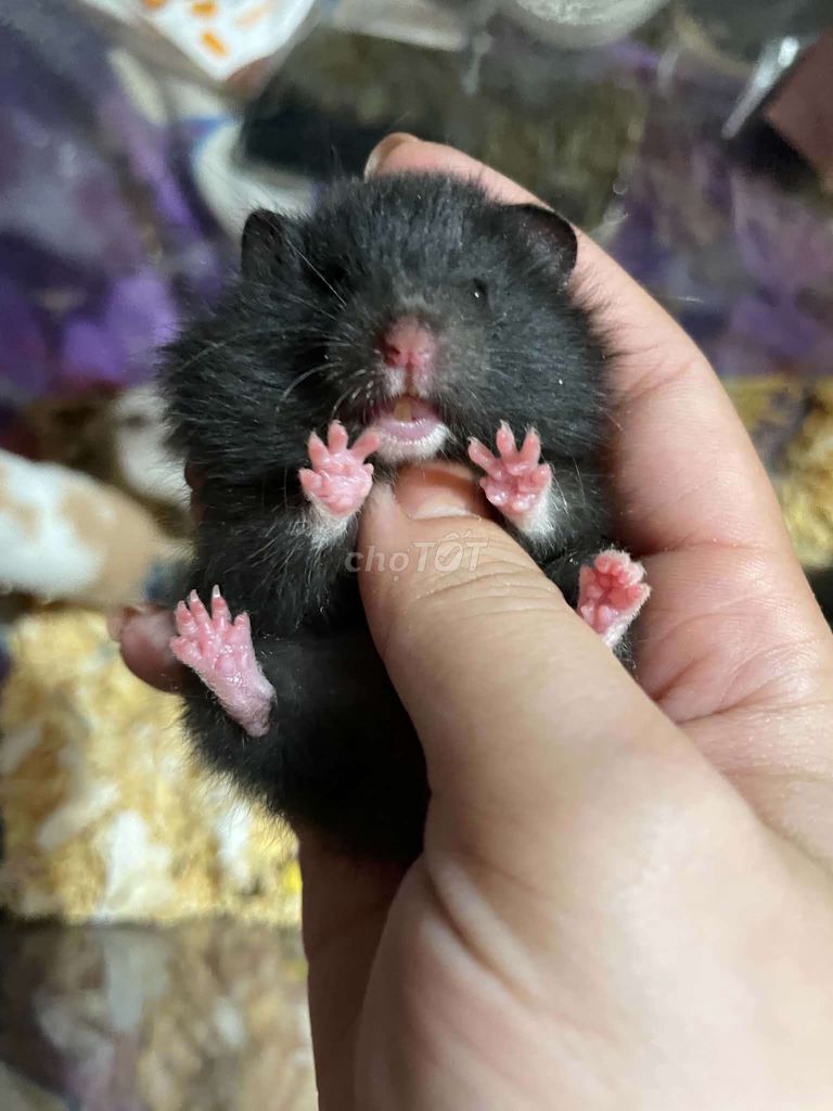 Chuột Hamster con Đen, Nâu. Mua bán Thú cưng khác tại Huyện Hóc Môn Tp Hồ Chí Minh được đăng bởi Mỹ Linh hình 1