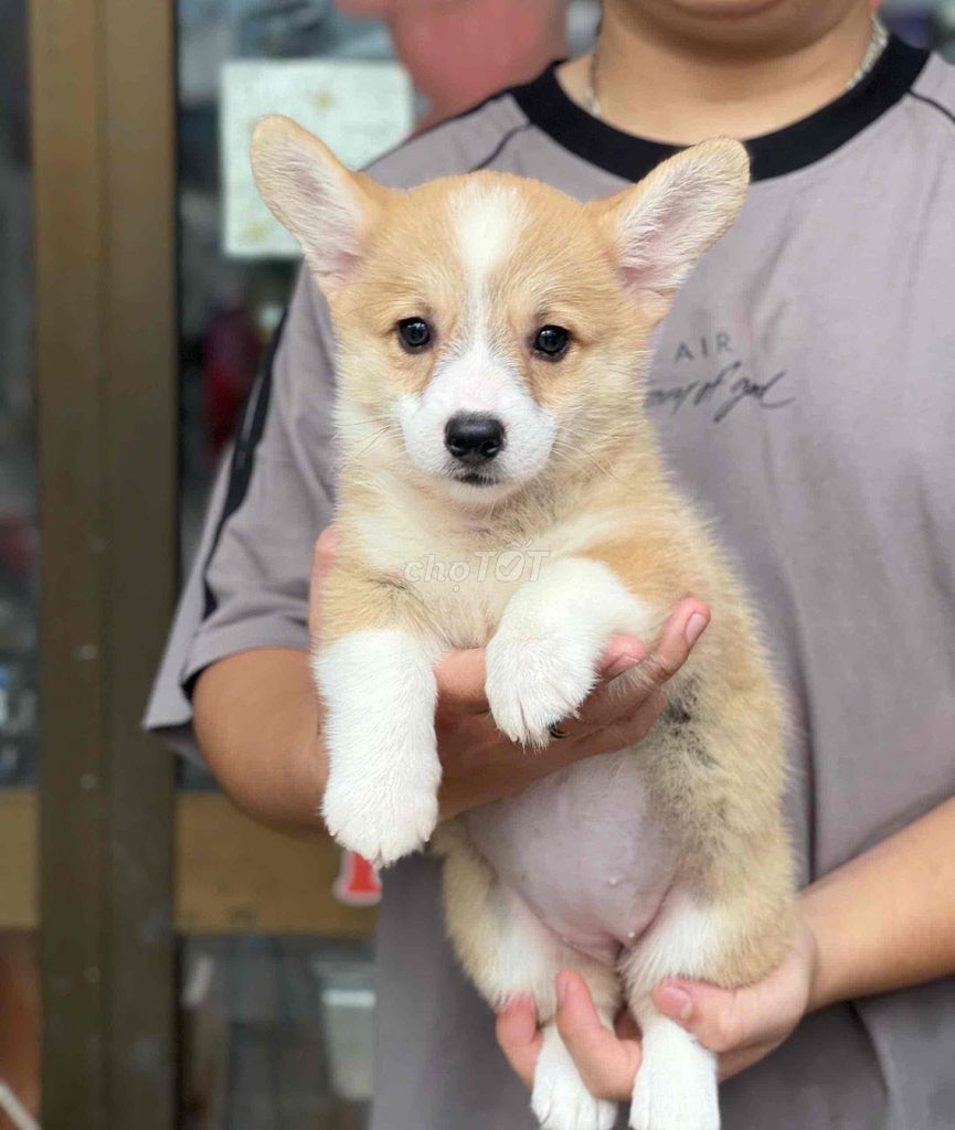 Corgi thuần chuẩn , giá rẻ , chất lượng Đà Nẵng. Mua bán Chó tại Quận Thanh Khê Đà Nẵng được đăng bởi Thy Thy hình 2