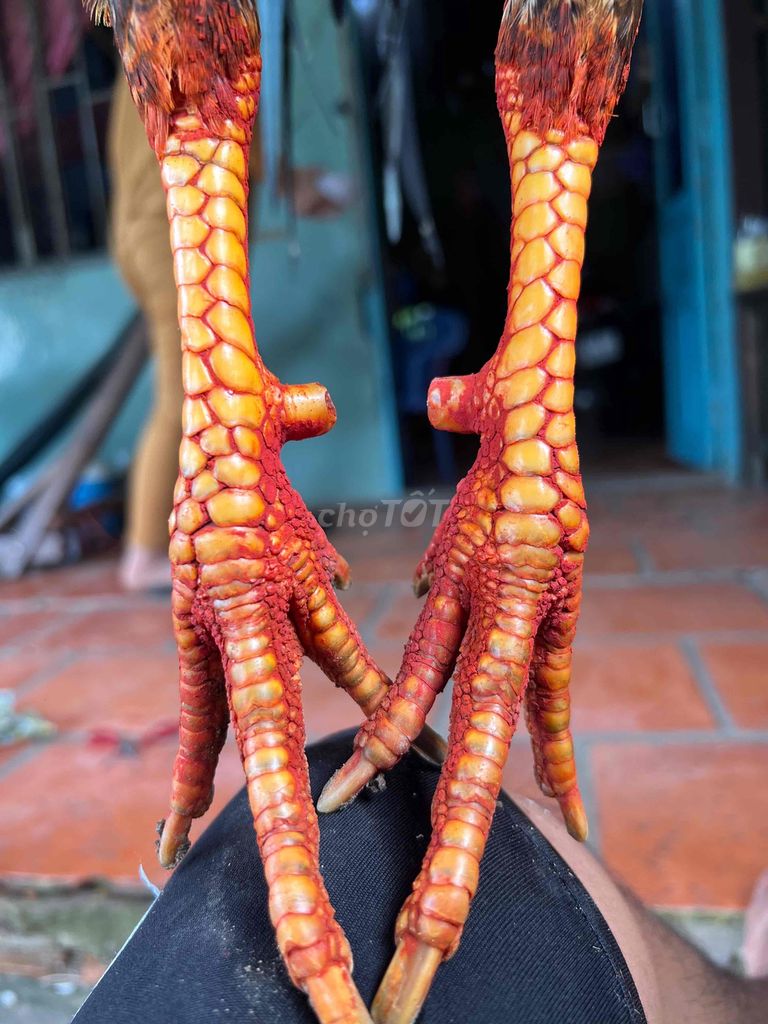 3kg tay tốt còn lên lông mới