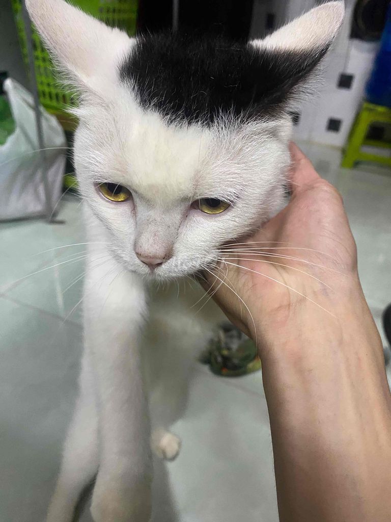 Mèo Anh lông dài cái Trắng đen. Mua bán Mèo tại Thành phố Thủ Đức Tp Hồ Chí Minh được đăng bởi ĐHoàng Sang hình 1