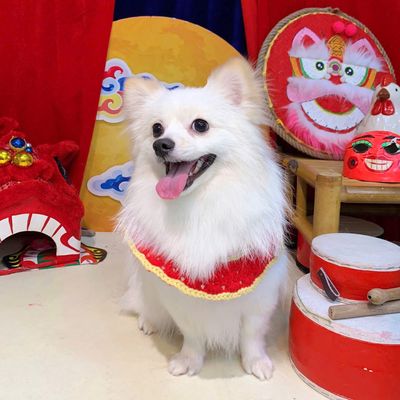 Chó phốc sóc trắng đực 10 tháng 4kg năng động. Mua bán Chó tại Quận Phú Nhuận Tp Hồ Chí Minh được đăng bởi Ĥüyềñ Ťĥøạį Çĥơi Ñëţ