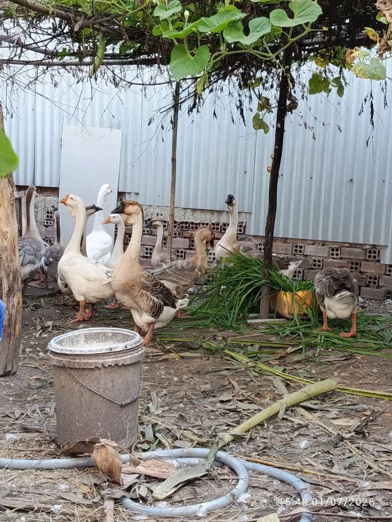 Ngỗng sư tử Trống mái Trảng Dài, Đồng Nai. Mua bán Thú cưng khác tại Thành phố Biên Hòa Đồng Nai được đăng bởi quang ro hình 1