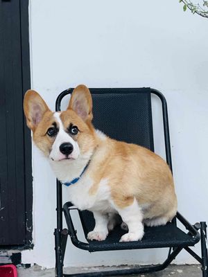 tìm chỉ mới cho bé corgi đực 7 tháng. Mua bán Chó tại Quận Ngũ Hành Sơn Đà Nẵng được đăng bởi Lan Di