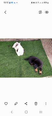 Chó Nhật 2 tháng tuổi