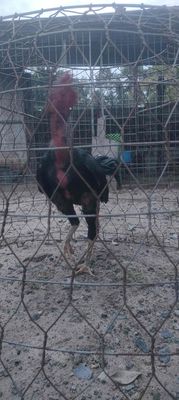 Gà ô. Mua bán Gà tại Huyện Trảng Bom Đồng Nai được đăng bởi Luan