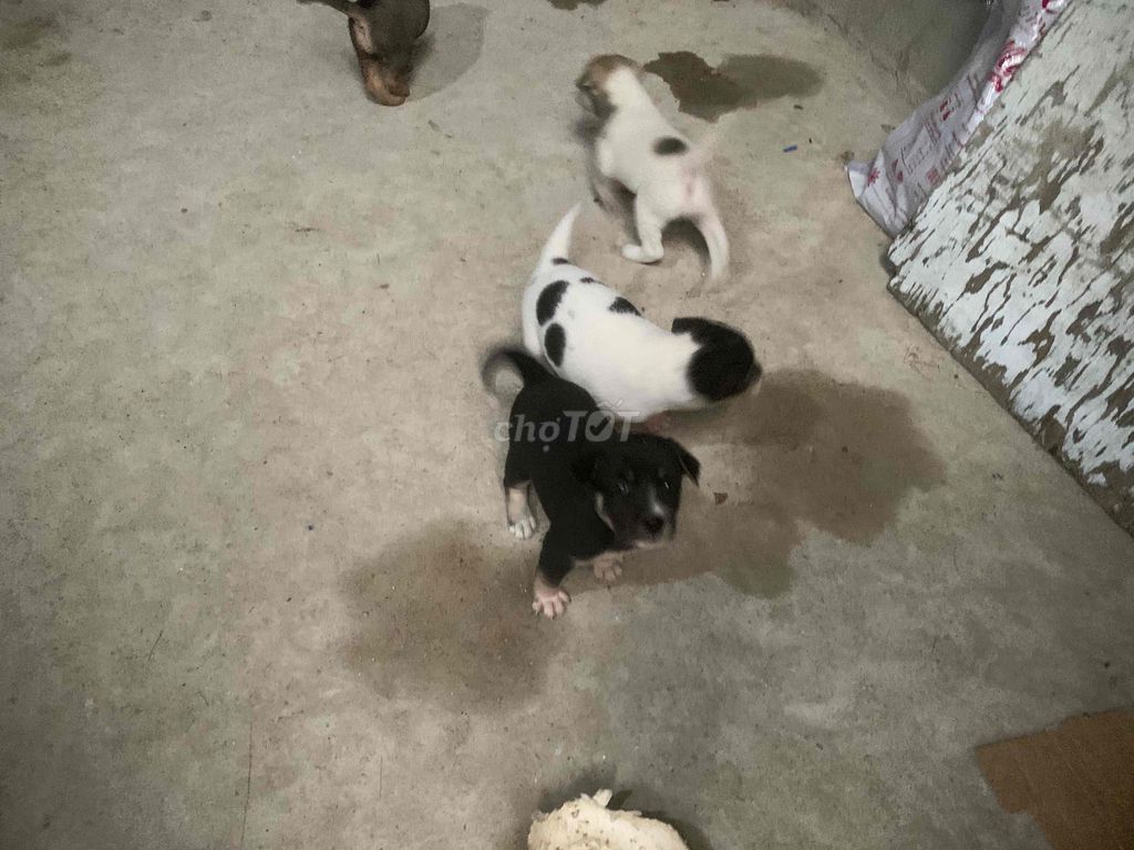 chó  to 1 tháng tuổi. Mua bán Chó tại Quận Liên Chiểu Đà Nẵng được đăng bởi tran thi mỹ hình 1