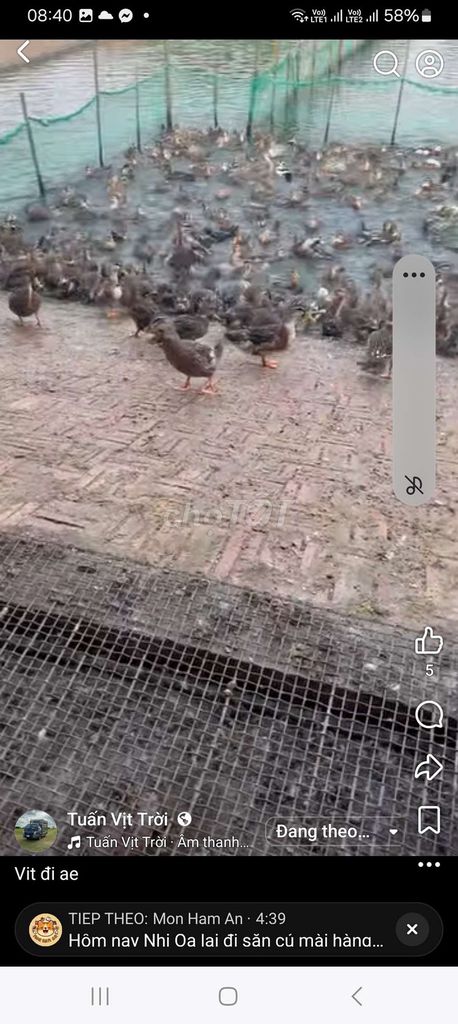 Vịt trời. Mua bán Thú cưng khác tại Quận Long Biên Hà Nội được đăng bởi tổng kho gia dụng  hình 1