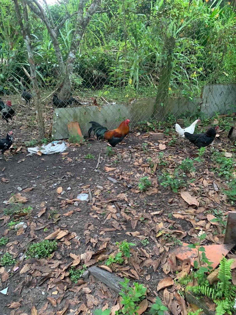 Gà tre lai 1.6kg 9 tháng tuổi. Mua bán Gà tại Huyện Long Thành Đồng Nai được đăng bởi Tran van phuoc hình 1