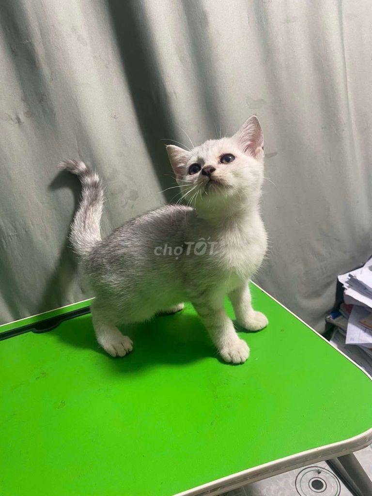 Mèo Anh lông ngắn Silver 2 tháng . Mua bán Mèo tại Quận Bình Thạnh Tp Hồ Chí Minh được đăng bởi TRANG TRAN hình 1