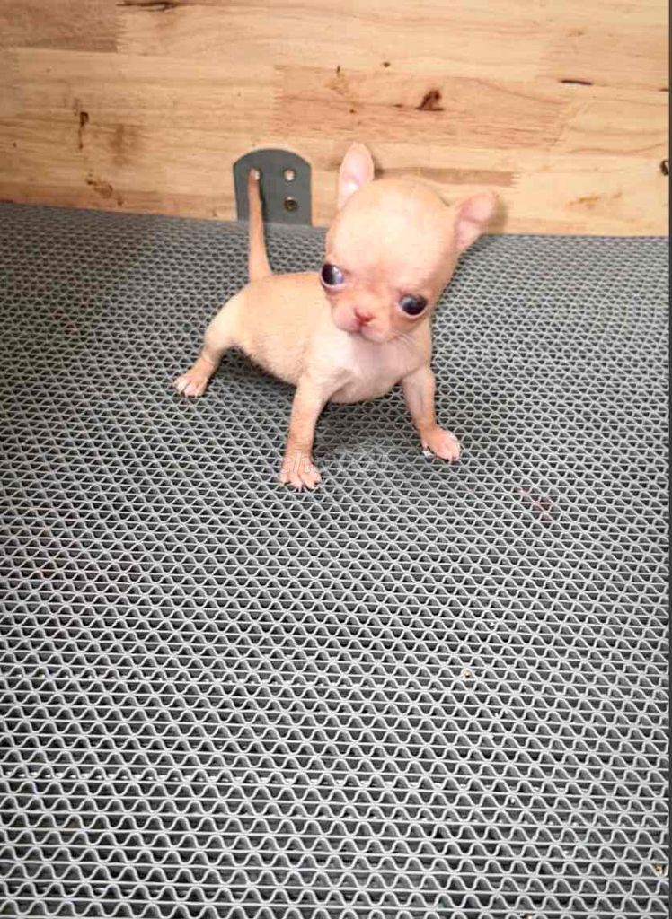 Chó Chihuahua Teacup Vàng kem c. Mua bán Chó tại Quận Bình Tân Tp Hồ Chí Minh được đăng bởi Trang  hình 1