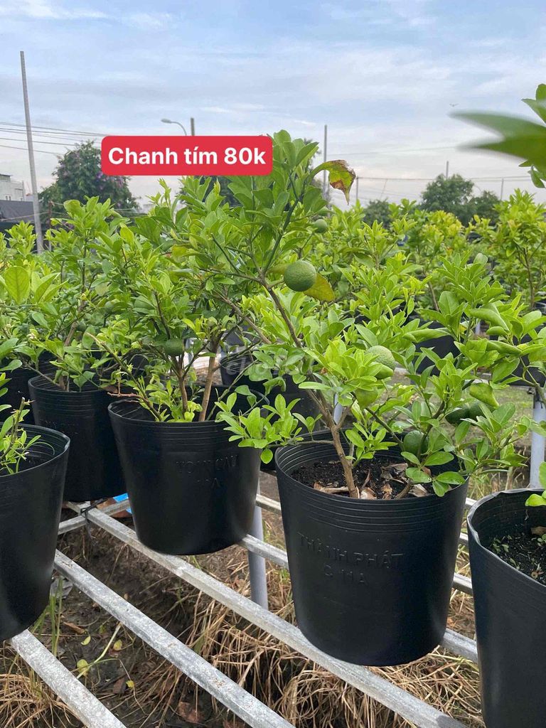 Cây cảnh Chanh tím chậu Đen xanh mướt. Mua bán Cây cảnh, đồ trang trí tại Huyện Hóc Môn Tp Hồ Chí Minh được đăng bởi Hoàng Bảo Kinz hình 1