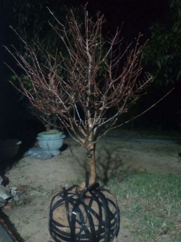 Mai xanh Rin quảng nam. Mua bán Cây cảnh, đồ trang trí tại Thị xã Điện Bàn Quảng Nam được đăng bởi Trần Văn Long hình 1