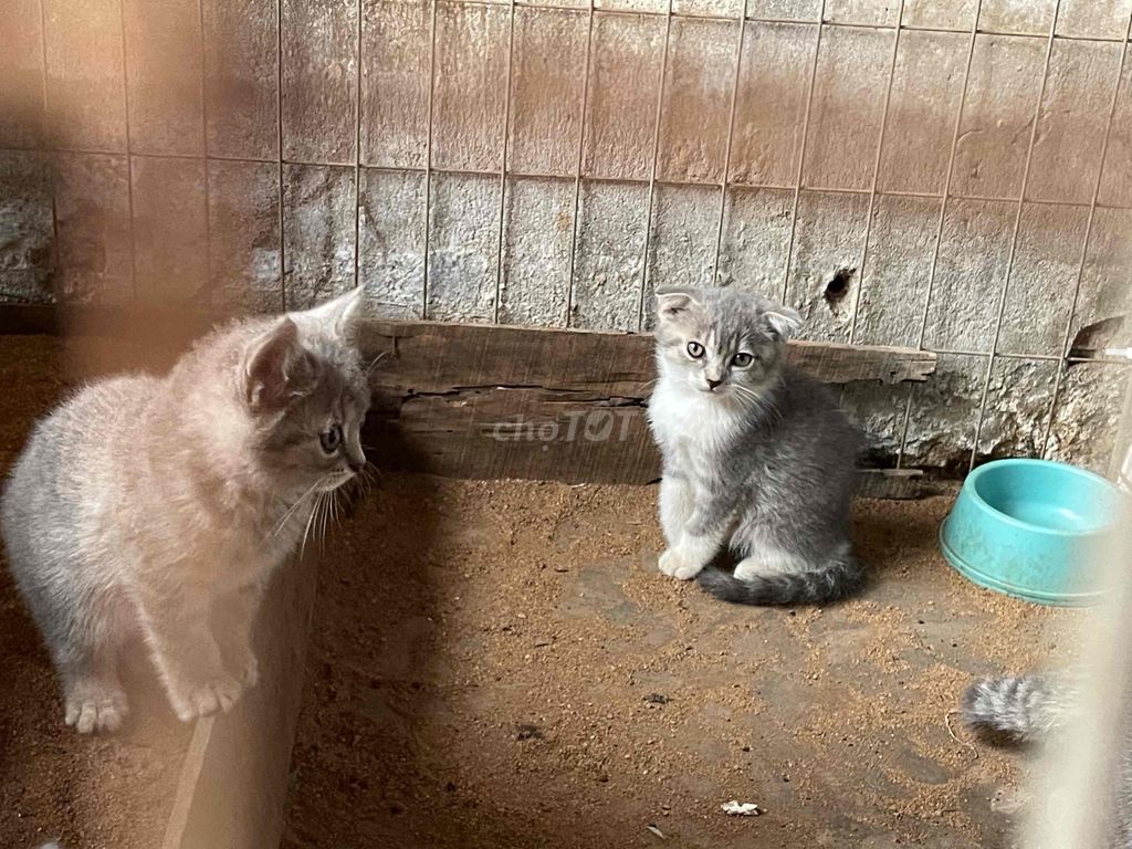cần bán 1 mèo mẹ và 3 mèo con .mèo anh lông ngắn
