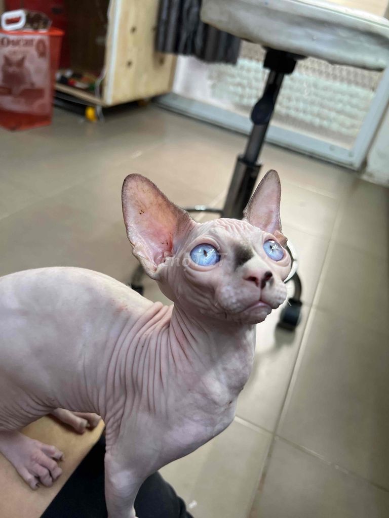 Bé Mèo Sphynx Mắt Xanh Biếc Đức 4th Có Giao Lưu