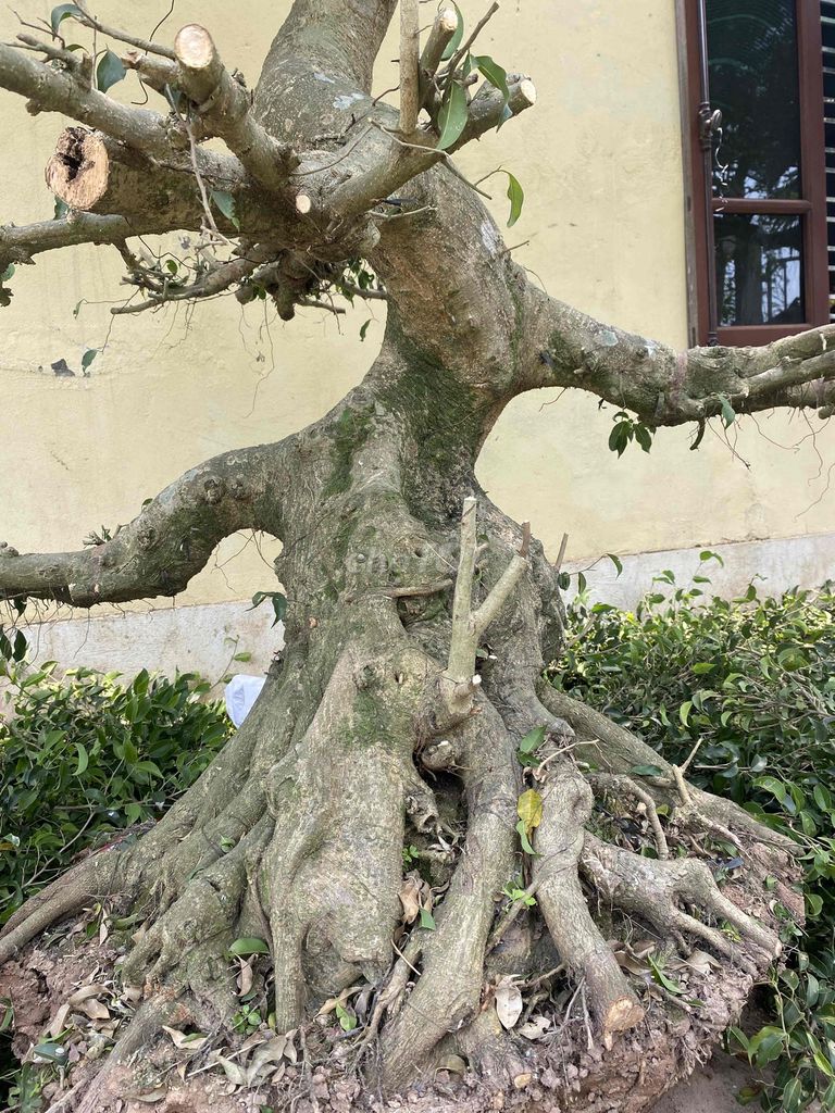 đôi sanh nam điền. Mua bán Cây cảnh, đồ trang trí tại Huyện Vũ Thư Thái Bình được đăng bởi Quý hình 1