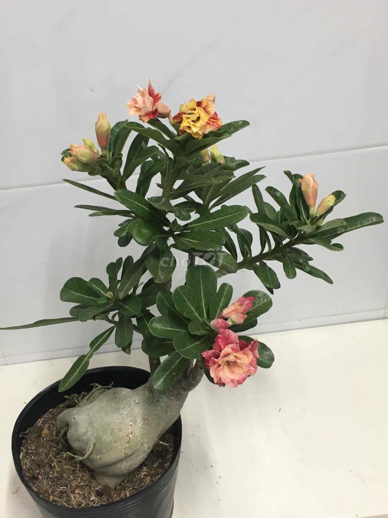 sứ ghép. Mua bán Cây cảnh, đồ trang trí tại Quận 7 Tp Hồ Chí Minh được đăng bởi Nga Trần hình 1