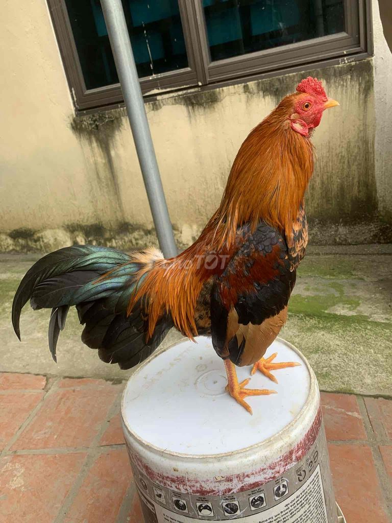 Gà tre bắc 800g trống 1 năm. Mua bán Gà tại Huyện Thanh Oai Hà Nội được đăng bởi NHH hình 1