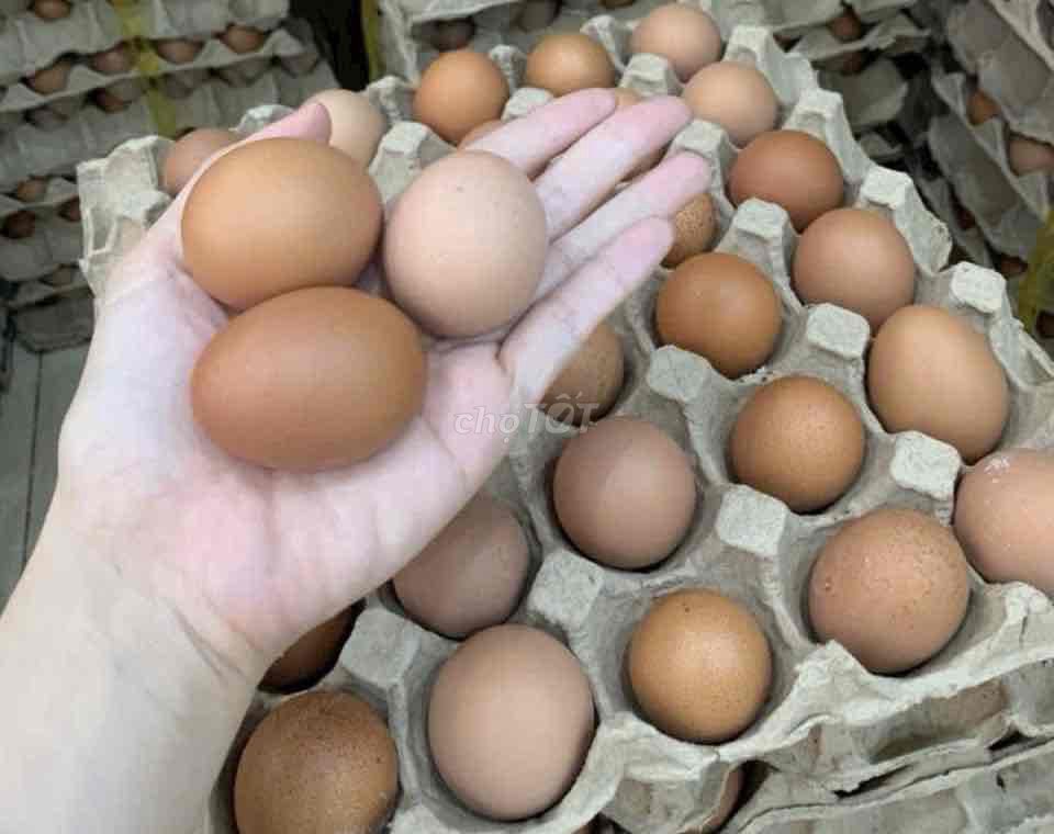 Trứng gà TinTin 55 gram. Mua bán Đồ ăn, thực phẩm và các loại khác tại Quận 3 Tp Hồ Chí Minh được đăng bởi Tin Tin hình 1