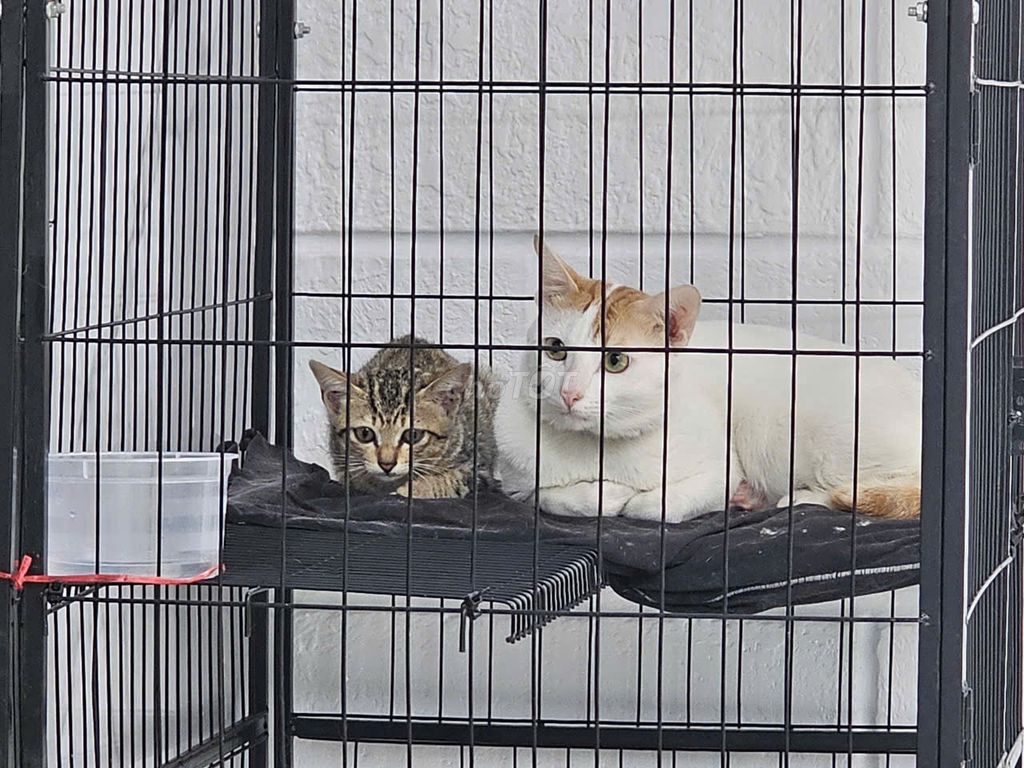 Mèo mướp đực Xám vàng. Mua bán Mèo tại Quận 11 Tp Hồ Chí Minh được đăng bởi Minh An hình 1