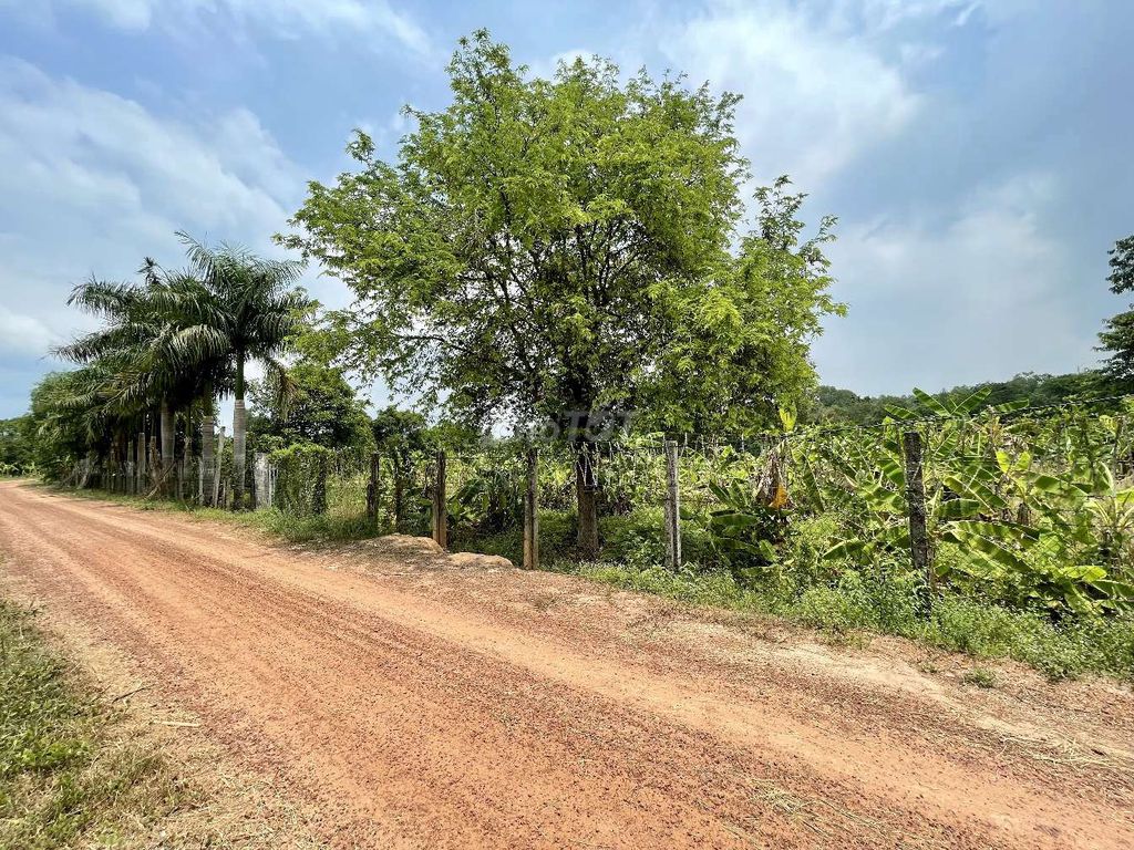 Bán vườn tại xã An Phú, Củ Chi, TPHCM 5,3 tỷ, 2861 m2 , thổ cư 95,6 m2