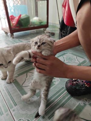 Mèo ALN tai cụp chân ngắn Xám trắng