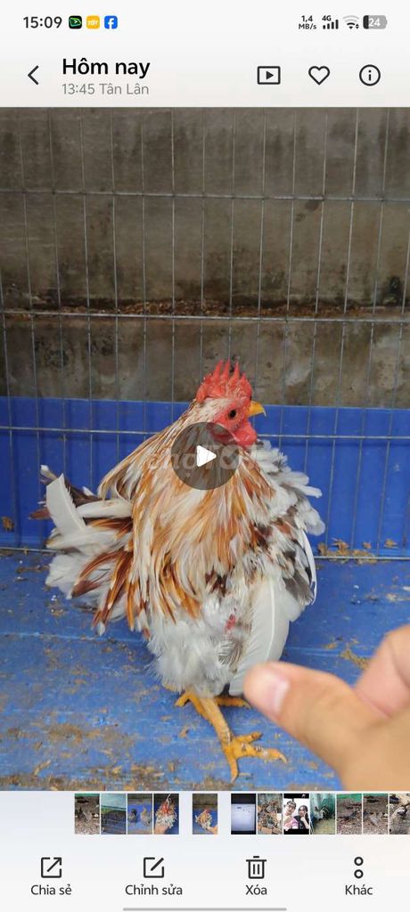 Gà Serama bông vàng không phao câu sưu tầm. Mua bán Gà tại Huyện Bình Chánh Tp Hồ Chí Minh được đăng bởi serama Long An hình 1