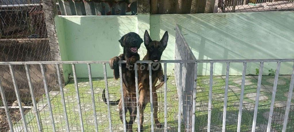 Cho Malinois Becgie Bỉ thuần chủng chuẩn làm giống