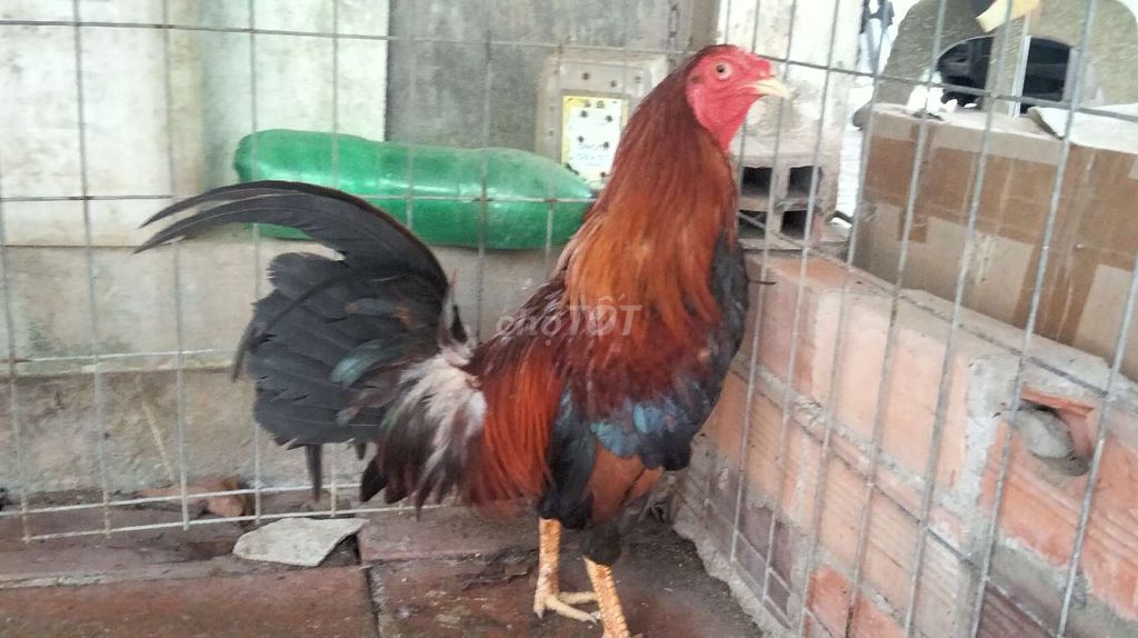 Gà tre 1,4,kgam. Mua bán Gà tại Huyện Long Hồ Vĩnh Long được đăng bởi BA KHOA hình 1