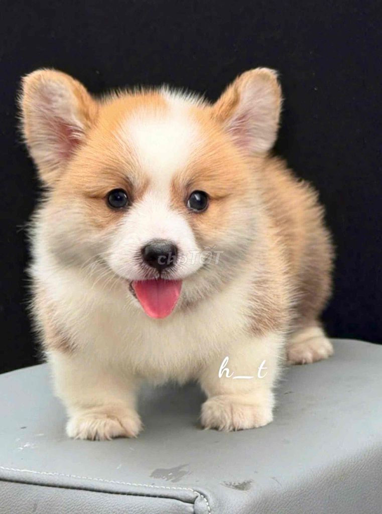 vip corgi phom dăng chuẩn mông to vip. Mua bán Chó tại Quận Bình Tân Tp Hồ Chí Minh được đăng bởi huỳnh thật  hình 3