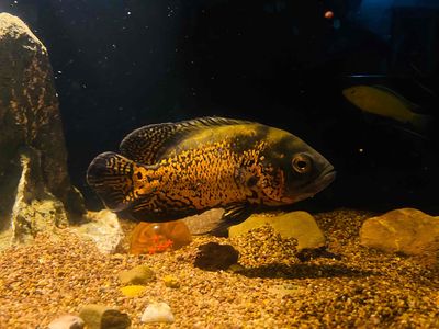 Cá Tai Tượng 13-15cm