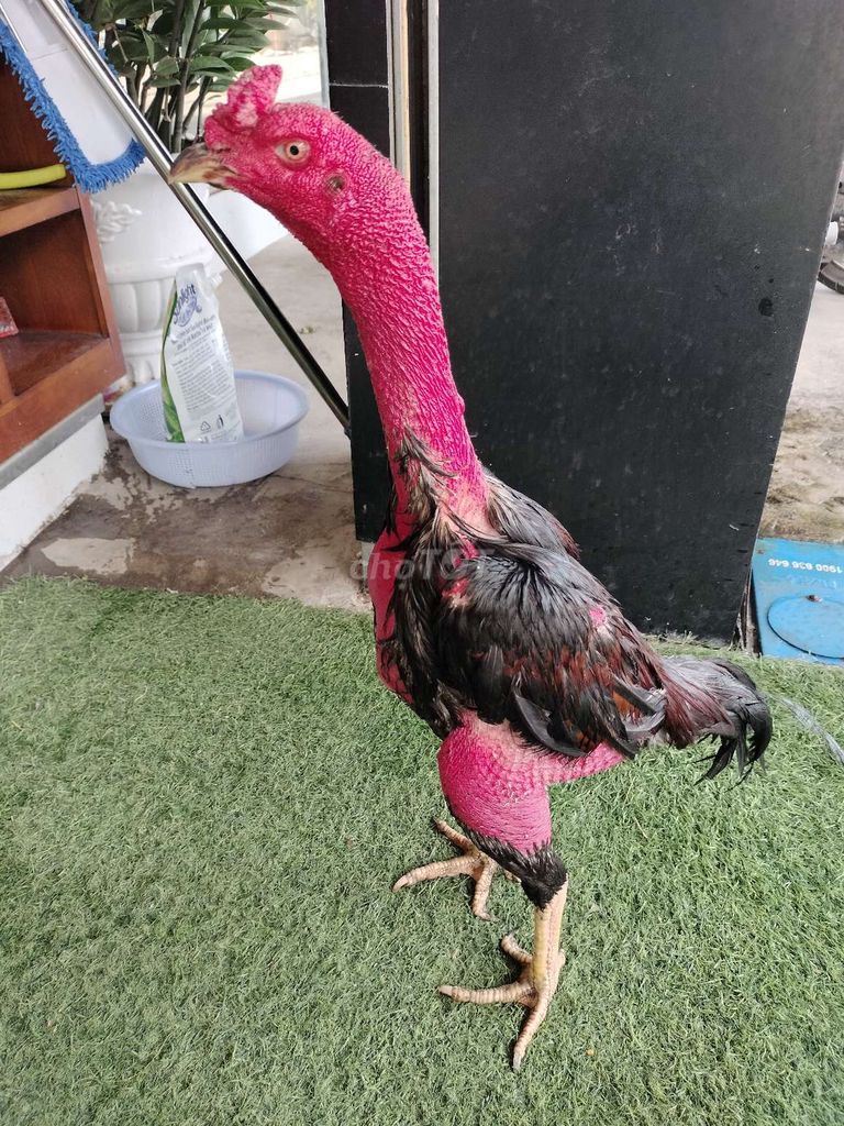 Gà chọi trống Đỏ Đen. Mua bán Gà tại Thành phố Bà Rịa Bà Rịa - Vũng Tàu được đăng bởi Nguyễn Hiếu hình 1