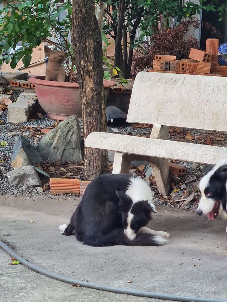 Thanh lý chó chăn cừu trưởng thành - Border Collie