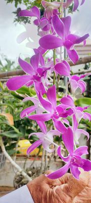 Cho thuê  2 căn nhà cấp 4 có gác ,p8 Vũng Tàu. Cho thuê nhà ở tại Thành phố Vũng Tàu Bà Rịa - Vũng Tàu được đăng bởi Mai