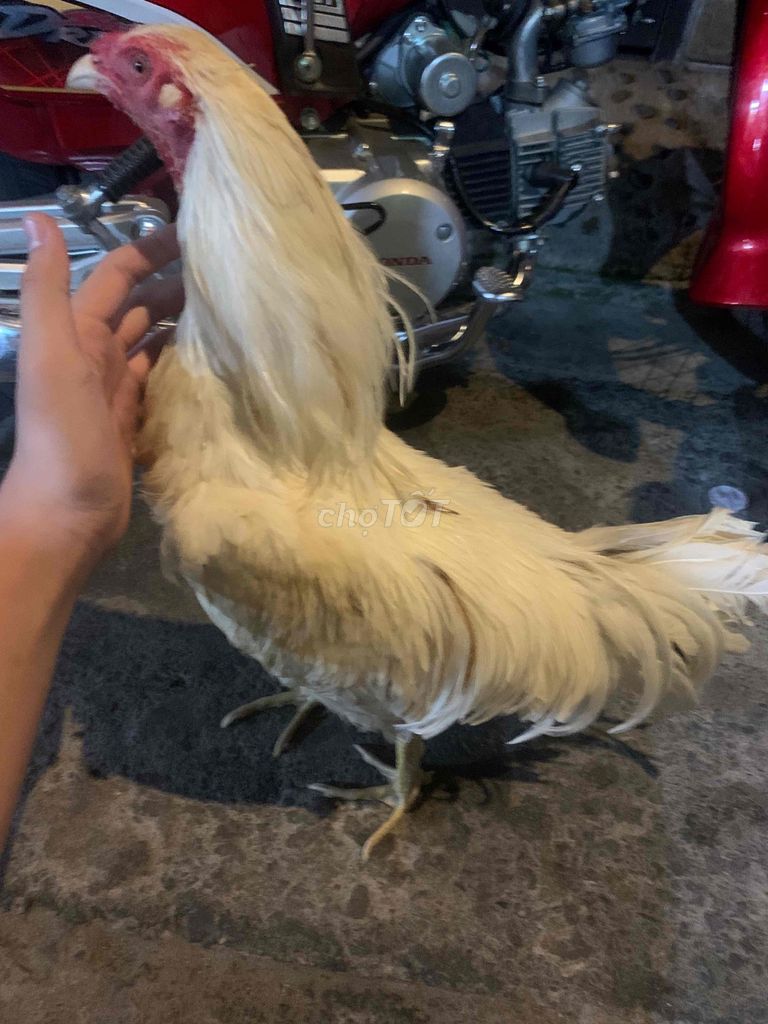 Gà Trắng trống gà tơ. Mua bán Gà tại Quận Bình Tân Tp Hồ Chí Minh được đăng bởi Huỳnh Gia Huy hình 1