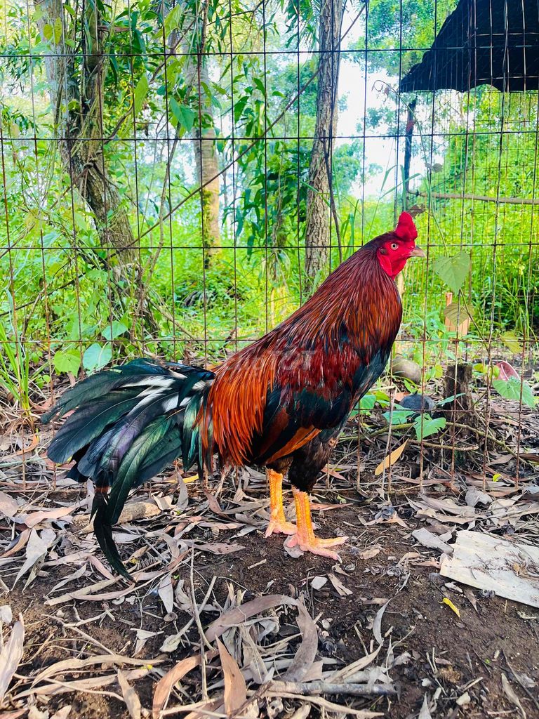 chán bán cho ae làm dì làm. Mua bán Gà tại Thành phố Cà Mau Cà Mau được đăng bởi Nguyên Le Minh hình 1