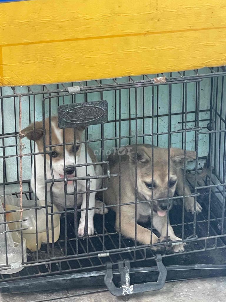 Chó con nhiều màu. Mua bán Chó tại Thị xã Tân Uyên Bình Dương được đăng bởi Anh Khoa hình 1