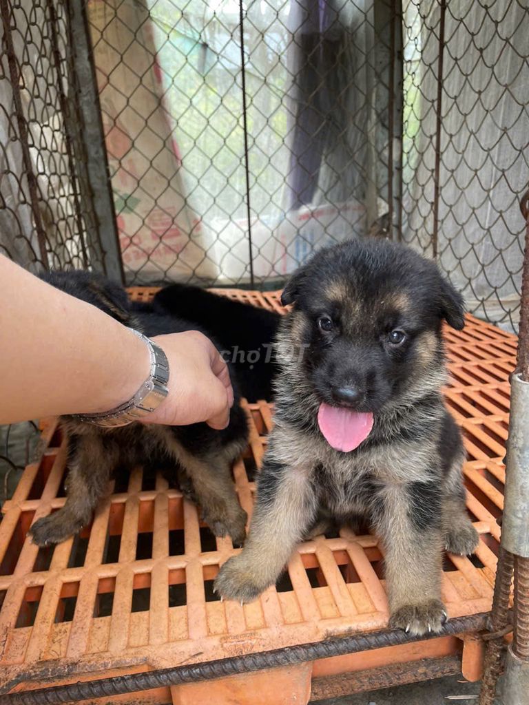 Chó Becgie con 2 tháng Đen vàng. Mua bán Chó tại Quận 6 Tp Hồ Chí Minh được đăng bởi NguyenLamTruong hình 1