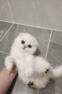 mèo Anh silver pet tìm nhà