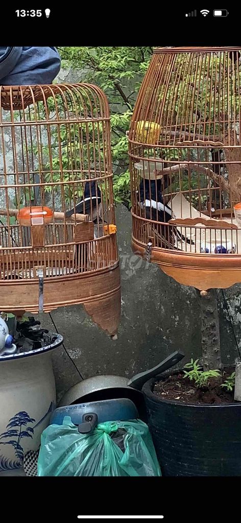 Chim trắng đen. Mua bán Chim tại Quận 10 Tp Hồ Chí Minh được đăng bởi Trường Nguyễn  hình 1