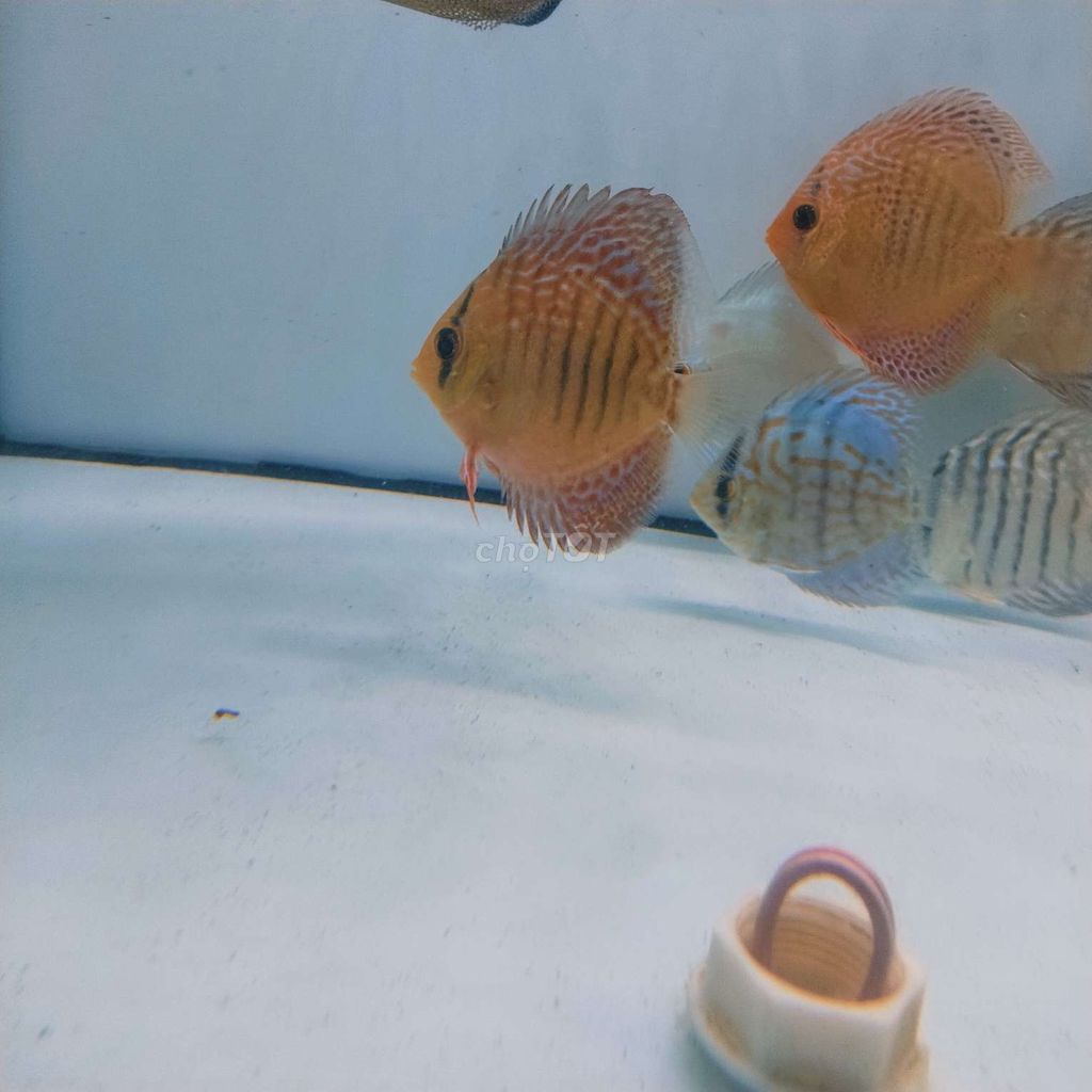 Cá dĩa nhiều màu. Mua bán Thú cưng khác tại Quận Tân Bình Tp Hồ Chí Minh được đăng bởi Cá dĩa Như Ý hình 1
