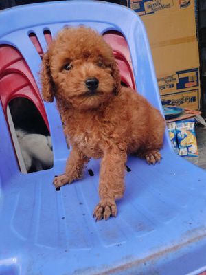Chó Poodle đực 2.5 tháng khỏe mạnh. Mua bán Chó tại Huyện Phú Tân An Giang được đăng bởi Diễm Loan