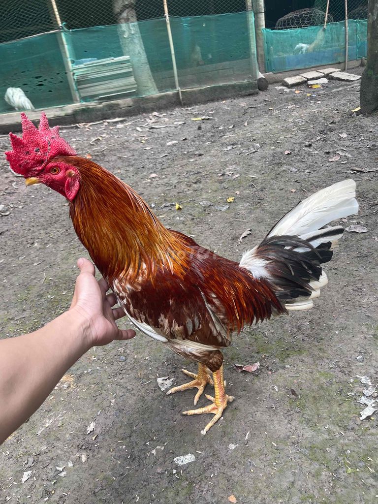 2k7 tay tốt. Mua bán Gà tại Huyện Châu Thành A Hậu Giang được đăng bởi hữu nhân 95 HG hình 1
