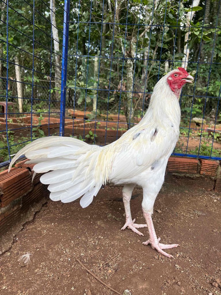 Gà Trắng Đực 2.9kg trạng ngoài 4kg. Mua bán Gà tại Thị xã Bình Long Bình Phước được đăng bởi Hạo Bình Phước hình 1
