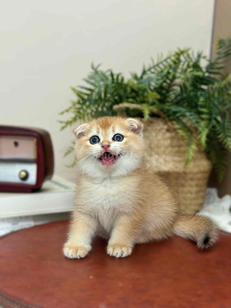 mèo golden sẵn HCM. Mua bán Mèo tại Quận 1 Tp Hồ Chí Minh được đăng bởi ti pet town hình 1