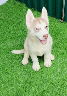 Chó Husky cái 2 tháng tuổi