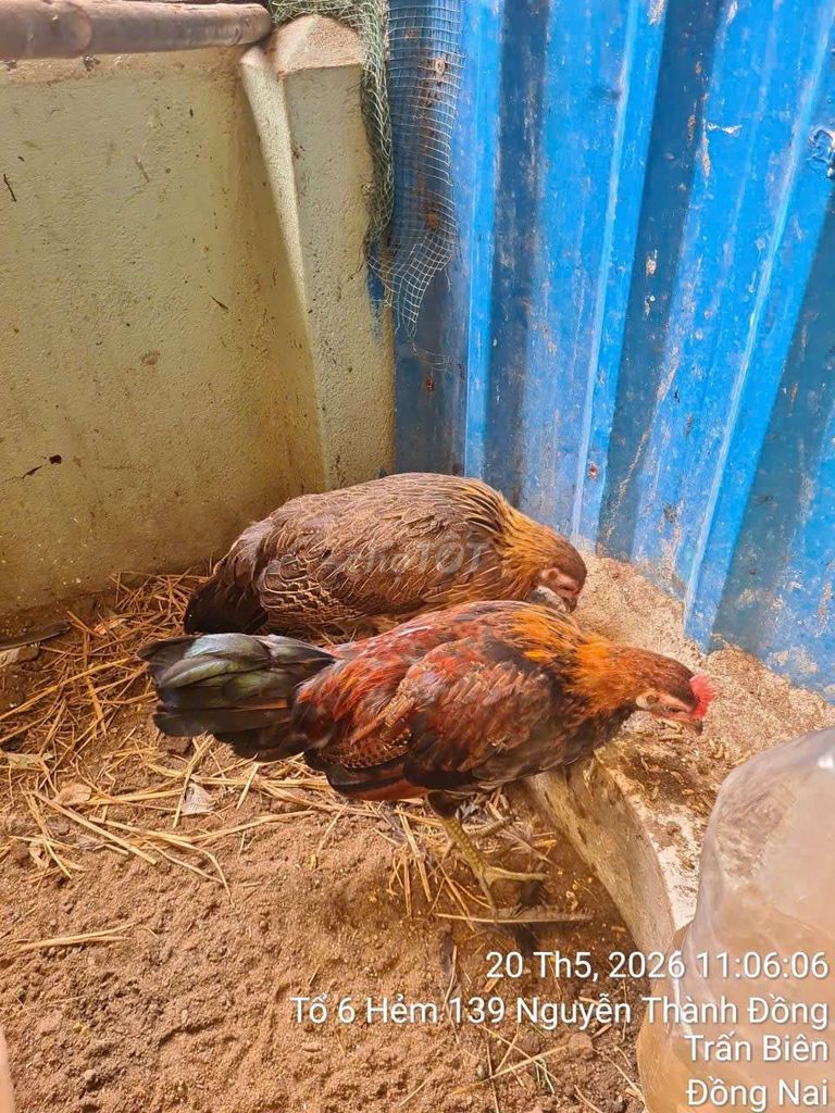 Gà lai rừng trống 4-5 tháng. Mua bán Gà tại Thành phố Biên Hòa Đồng Nai được đăng bởi Mai Duy Hưng hình 1