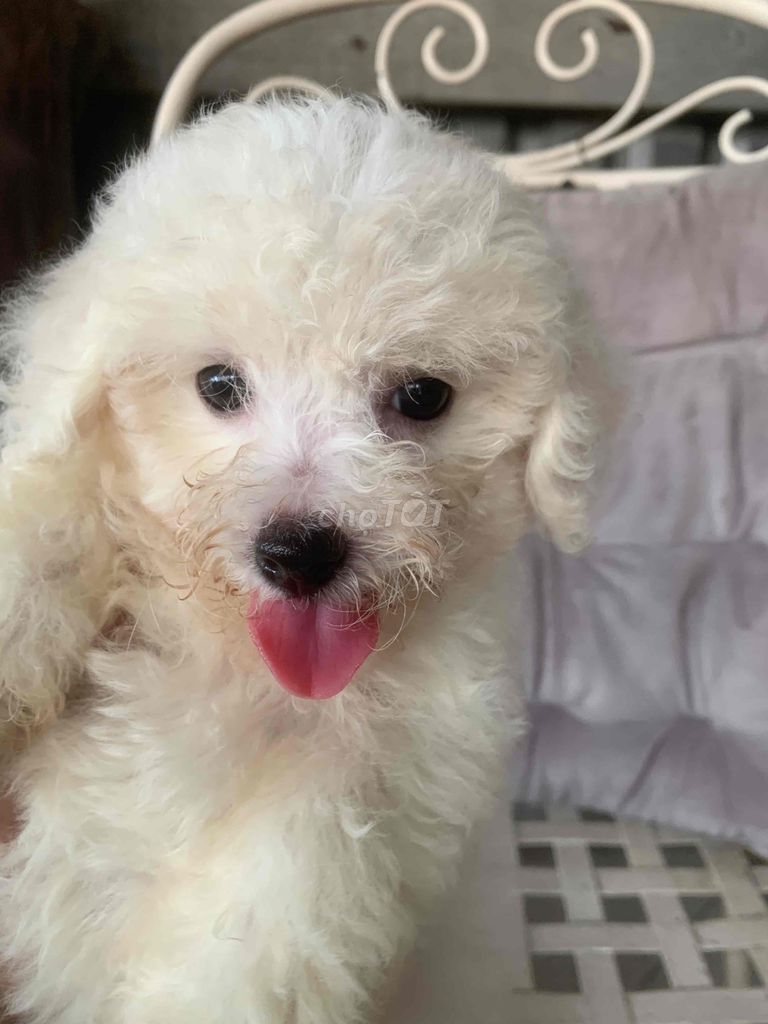 poodle đực/cái