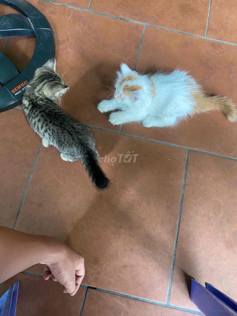 Mèo Anh Đực Cái đã tiêm mũi 1. Mua bán Mèo tại Quận 12 Tp Hồ Chí Minh được đăng bởi Nguyễn Phát Huy  hình 1