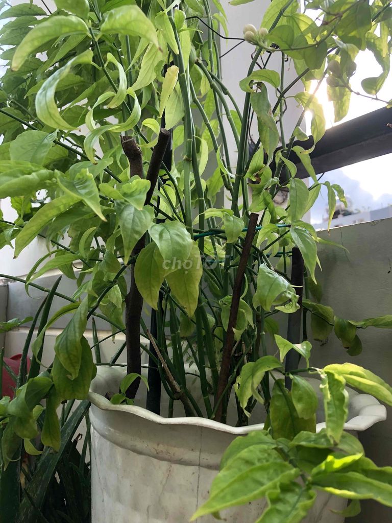 cây thuốc xương khỉ ( bìm bịp ). Mua bán Cây cảnh, đồ trang trí tại Quận 11 Tp Hồ Chí Minh được đăng bởi Dinh hình 1